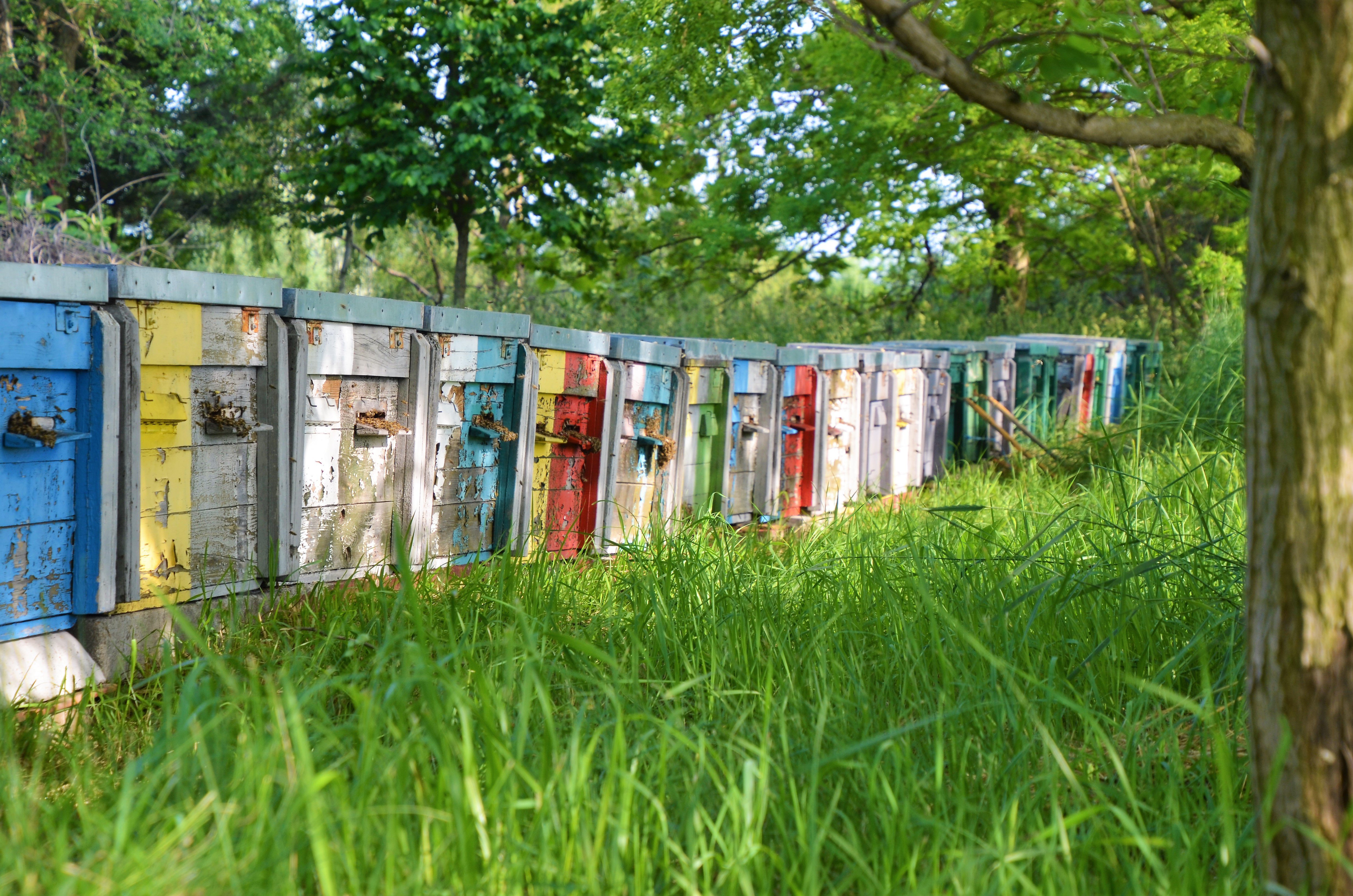 First-year beekeeping calendar spread with checklist near a hive