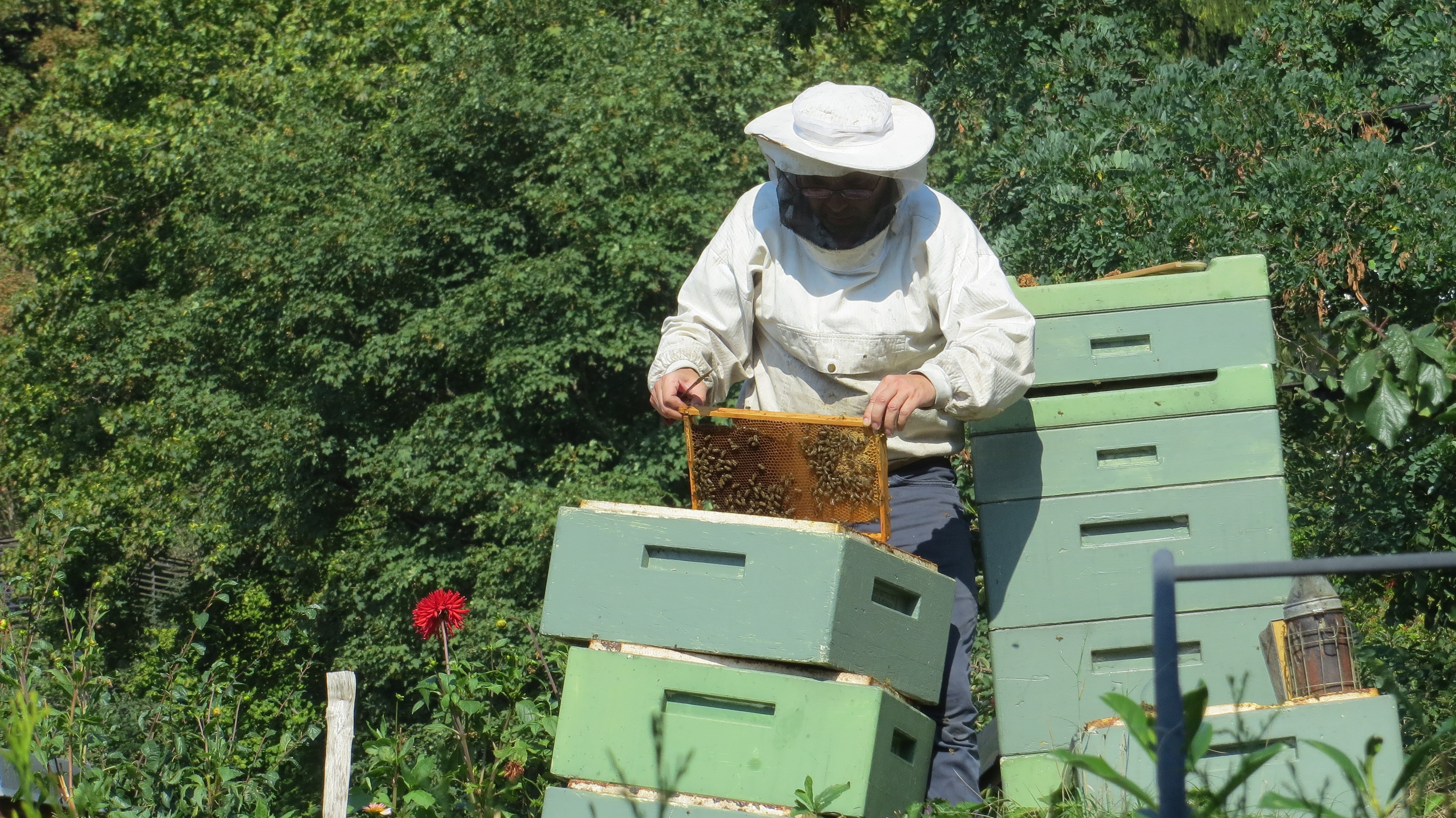 Beekeeper planning feeding and varroa work in a calm apiary